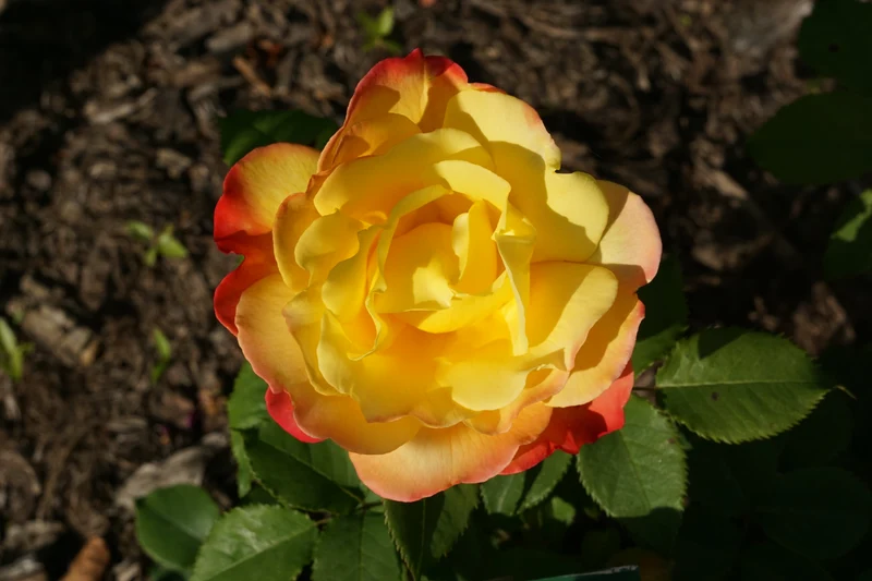 Rosier floribunda ‘Judy Garland’ ( Rosa ‘Judy Garland’)
