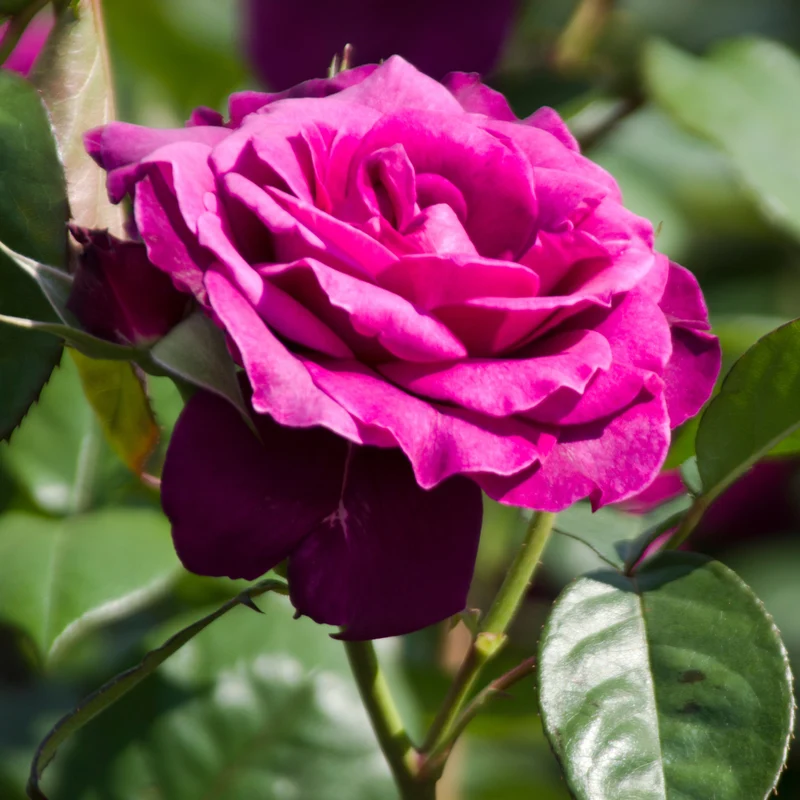 Rosier floribunda ‘Intrigue’ ( Rosa ‘Intrigue’)