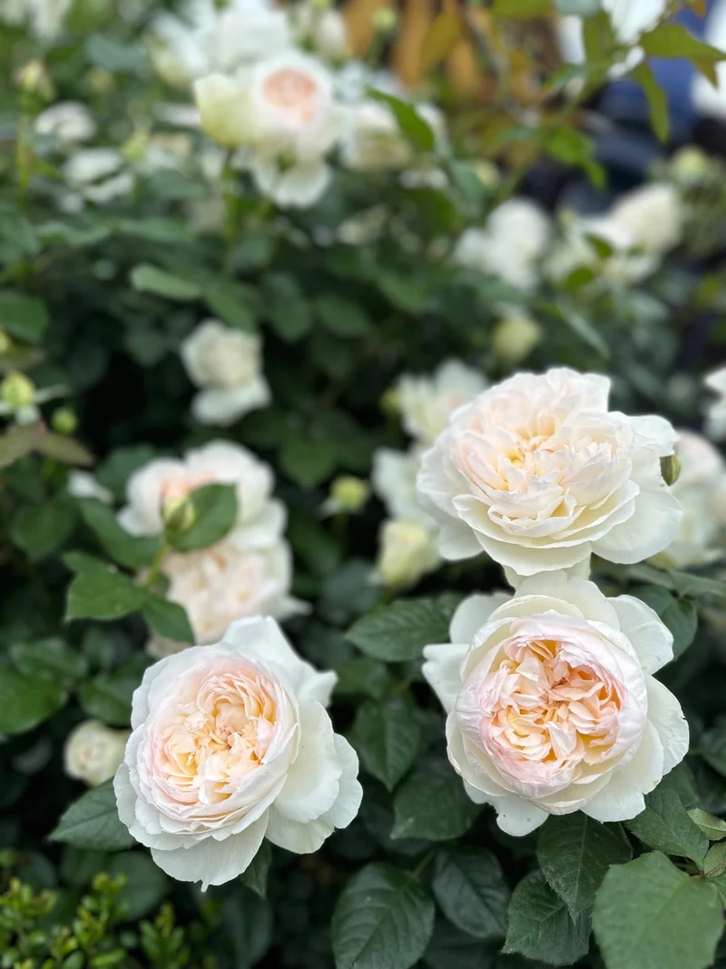 Rosier floribunda ‘Bolero’ ( Rosa ‘Bolero’)