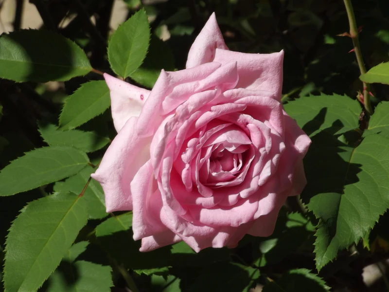 Rosier floribunda ‘Belinda's Dream’ ( Rosa ‘Belinda's Dream’)