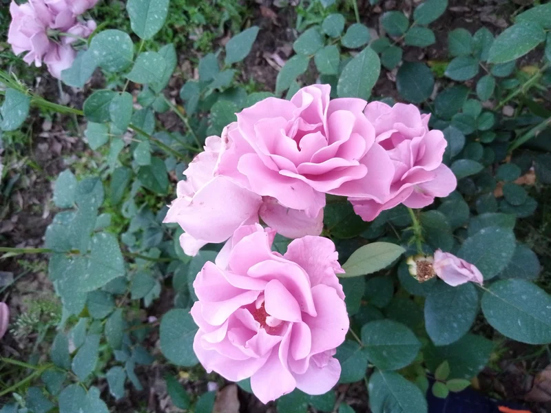 Rosier floribunda ‘Angel Face’ ( Rosa ‘Angel Face’)