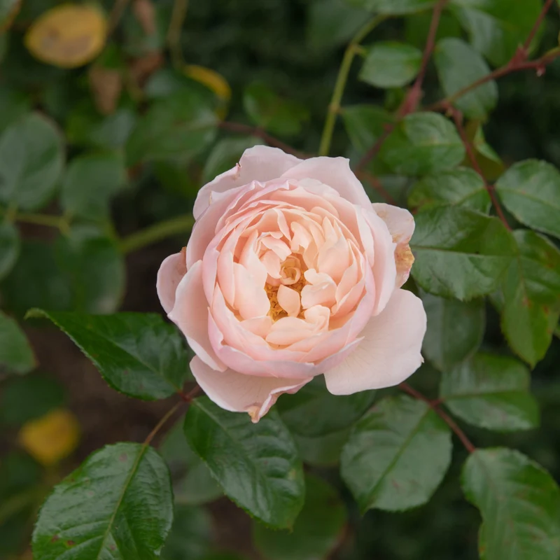 Rosier anglais ‘The Generous Gardener’ ( Rosa ‘The Generous Gardener’)