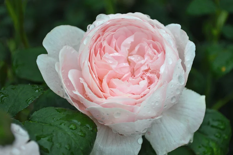Rosier anglais ‘Queen of Sweden’ ( Rosa ‘Queen of Sweden’)