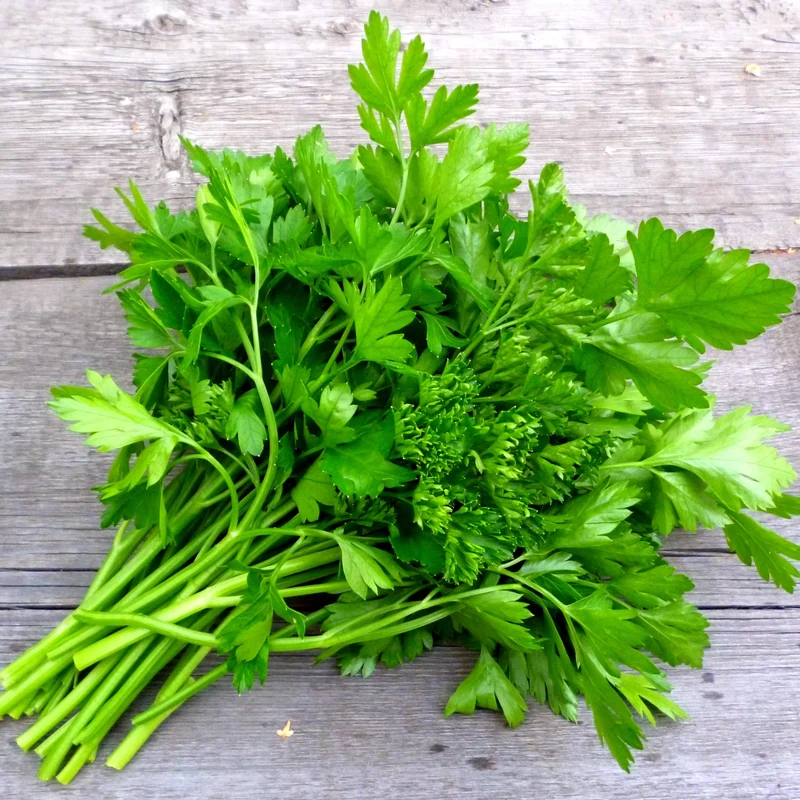 Disques de Persil Italien ( Petroselinum crispum )