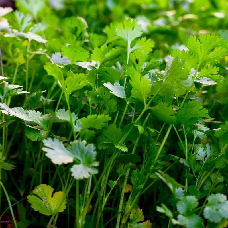 Disques de coriandre ( Coriandrum sativum )