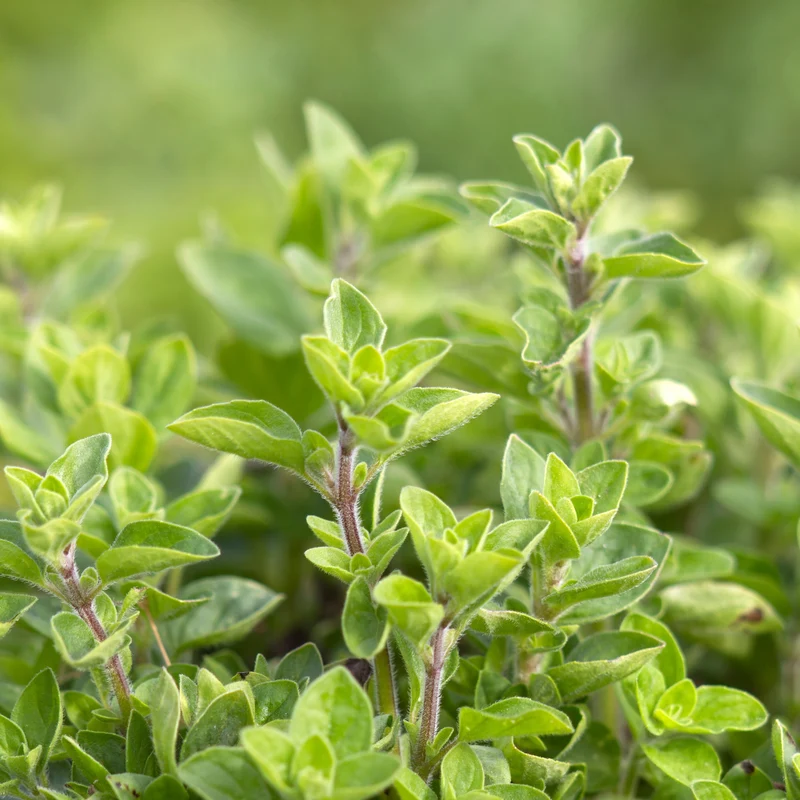 Disques d'Origan ( Origanum vulgare )