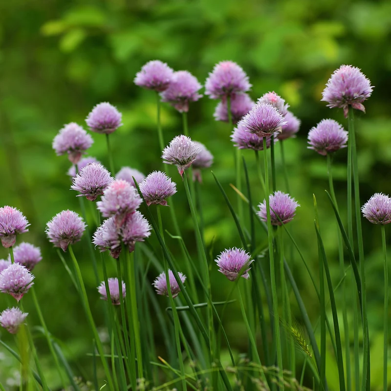 Disques de Ciboulette ( Allium schoenoprasum )