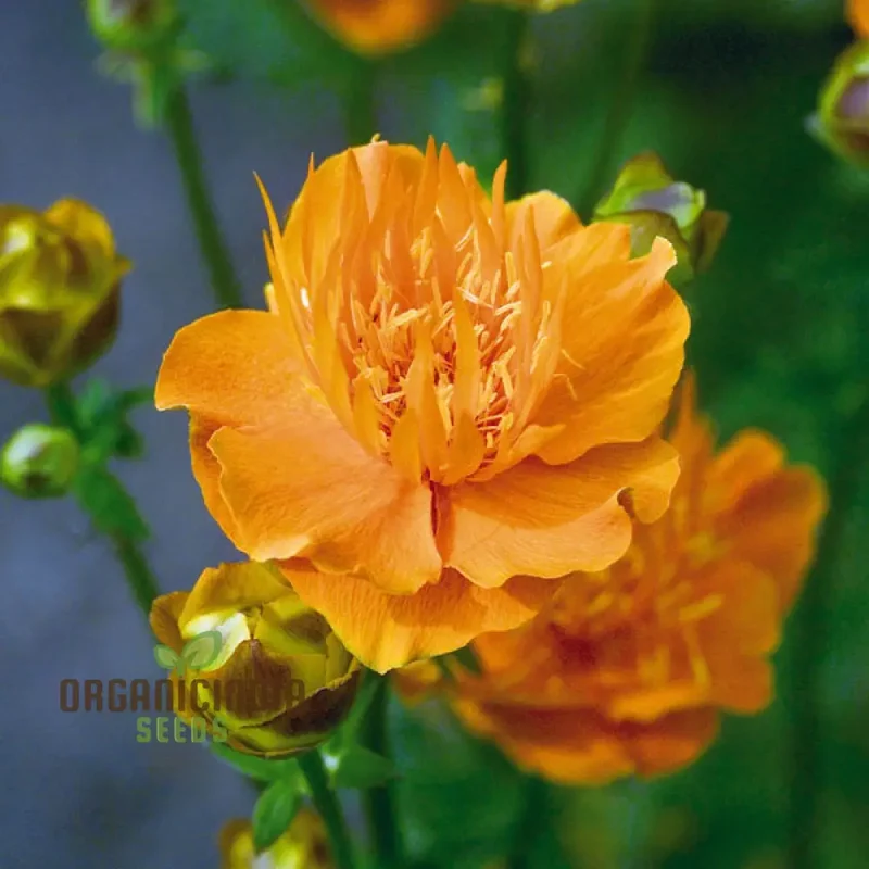 Trollius Golden Queen Seeds - Cultivate Majestic and Vibrant Golden Queen Trollius in Your Garden
