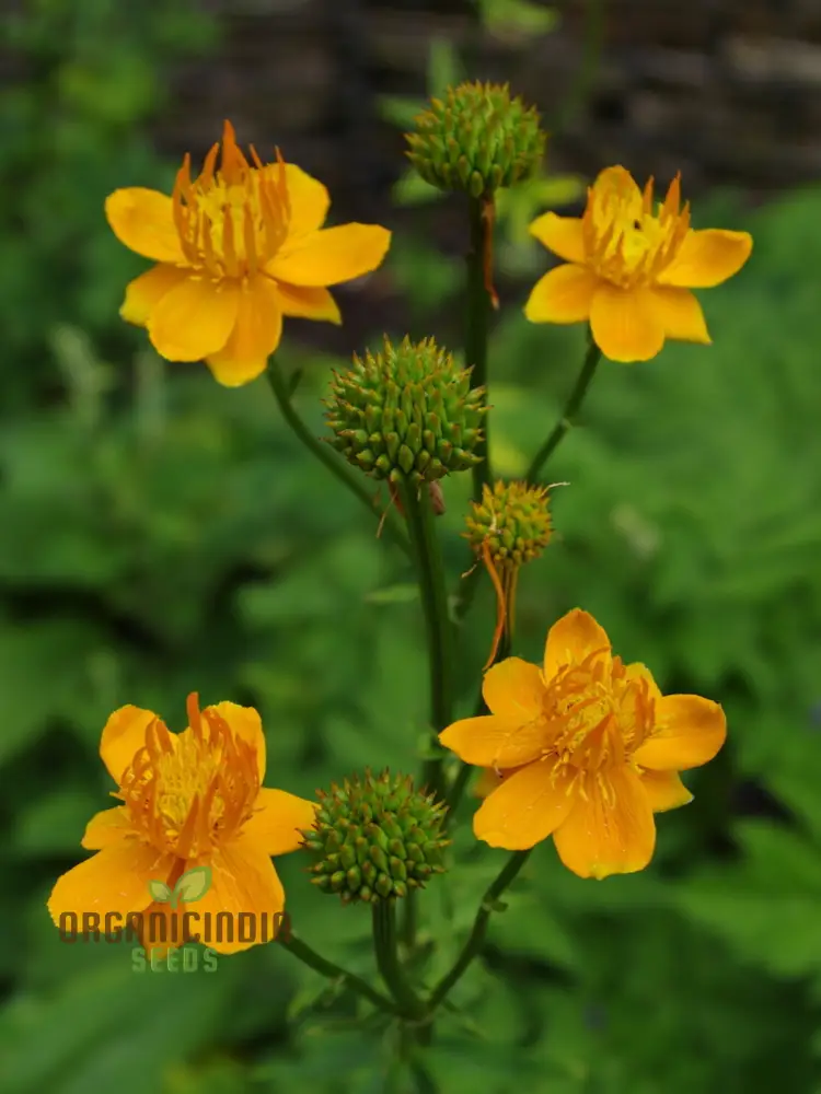 Trollius Golden Queen Seeds - Cultivate Majestic and Vibrant Golden Queen Trollius in Your Garden