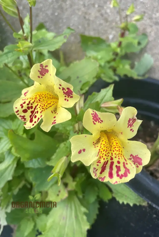 Mimulus Tigrinus Seeds for Vibrant Gardening Enthusiasts | Rare Plant Variety for Your Blossoming Garden