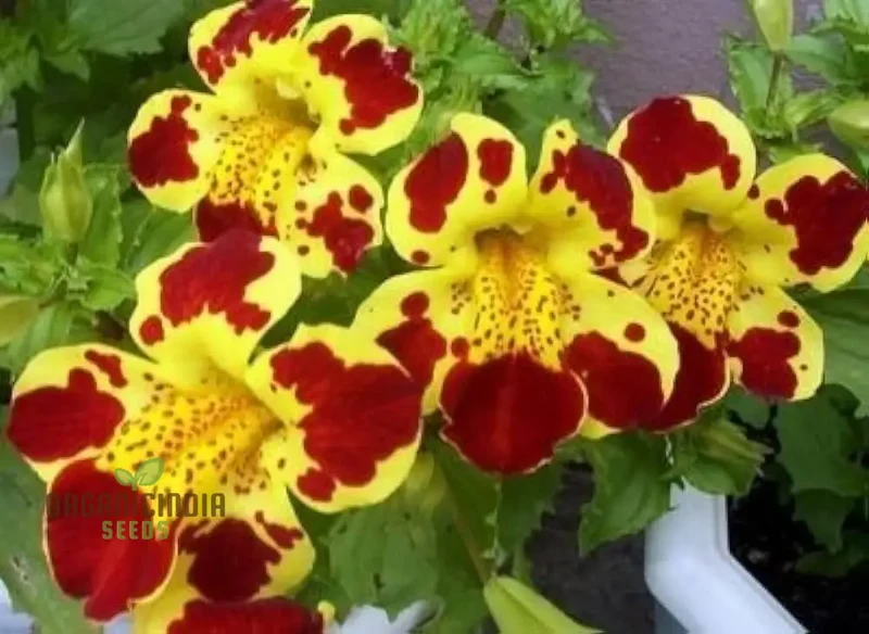 Mimulus Tigrinus Seeds for Vibrant Gardening Enthusiasts | Rare Plant Variety for Your Blossoming Garden