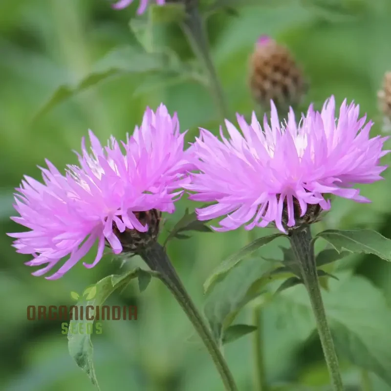 Sweet Sultan Seeds For Planting- Your Premier Source for Exquisite Gardening Delights"
