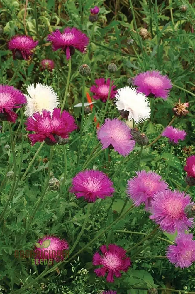 Sweet Sultan Seeds For Planting- Your Premier Source for Exquisite Gardening Delights"