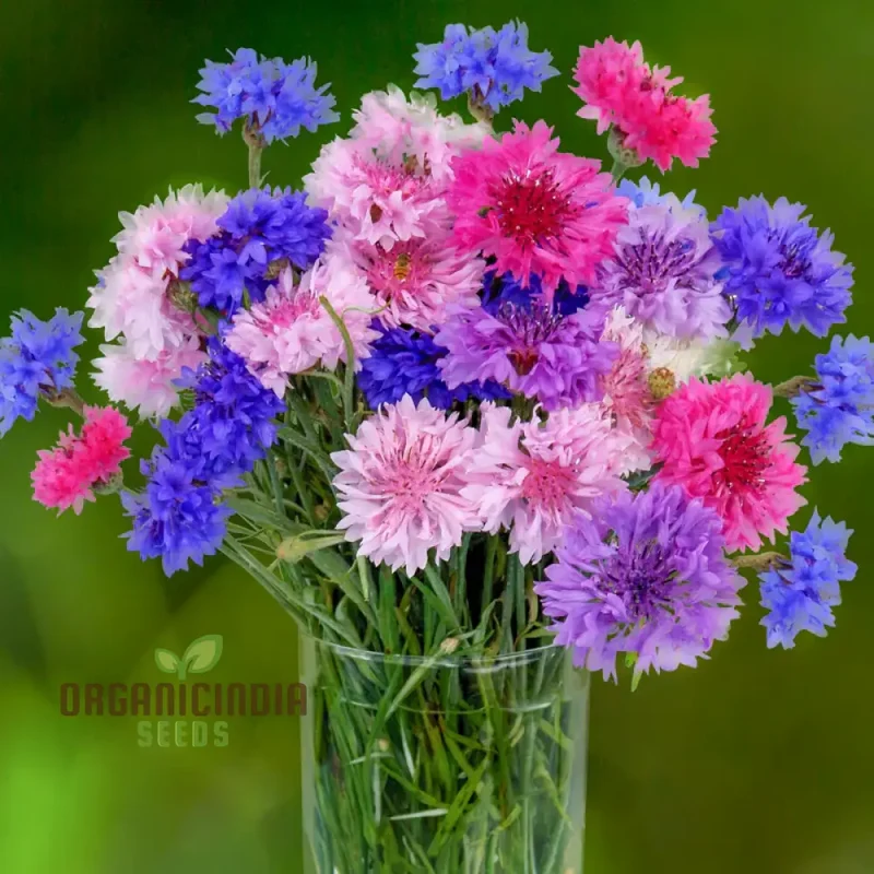Cornflower Double Mixed Flower Seeds, Enhance Your Garden with Vibrant Blooms Using Expert Planting and Gardening Methods