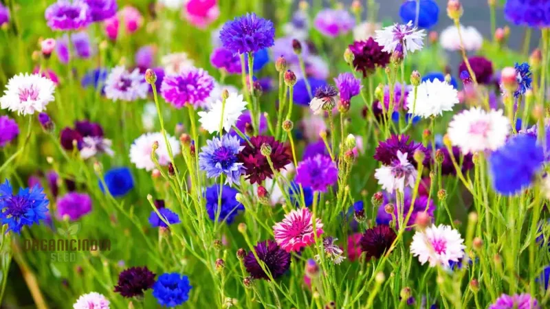 Cornflower Double Mixed Flower Seeds, Enhance Your Garden with Vibrant Blooms Using Expert Planting and Gardening Methods