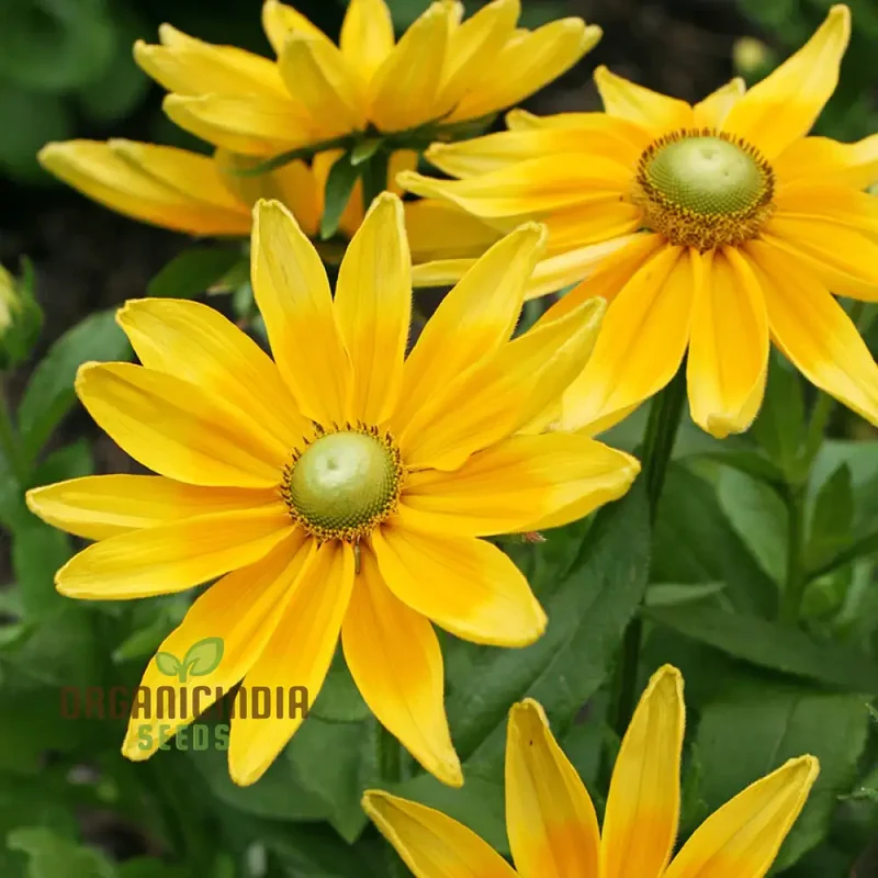 Rudbeckia Prairie Sunflower Seeds for Planting- Grow Bright and Cheerful Prairie Sun Rudbeckia Flowers in Your Garden