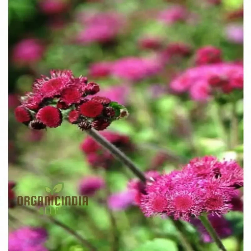 Ageratum Red Sea Seeds for Planting,Blooms Enhance Your Gardening Journey with Colorful and Resilient Flowers!