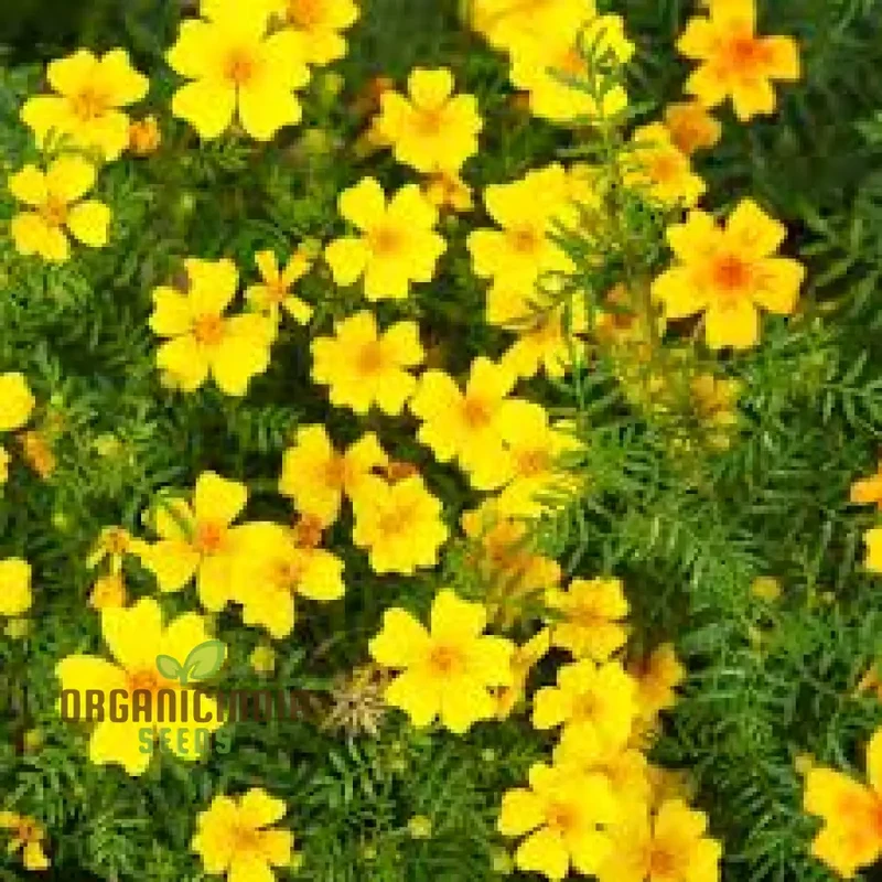 Tagetes Lemon Gem Seeds – Premium Citrus-Colored Bloom Variety for Garden Planting
