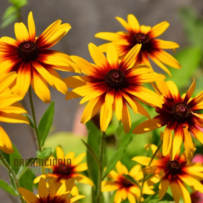 Rudbeckia Autumn Colors Seeds - Bring Vibrant Autumn Hues to Your Garden with Rudbeckia Flowers