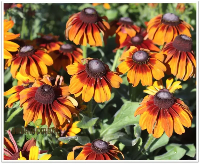 Rudbeckia Autumn Colors Seeds - Bring Vibrant Autumn Hues to Your Garden with Rudbeckia Flowers