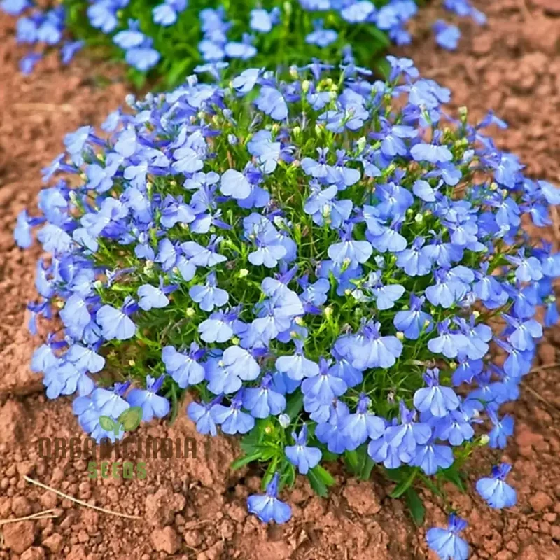 Lobelia Cambridge Blue Flower Seeds, Cultivate Tranquil Elegance in Your Garden with Expert Planting and Gardening Techniques