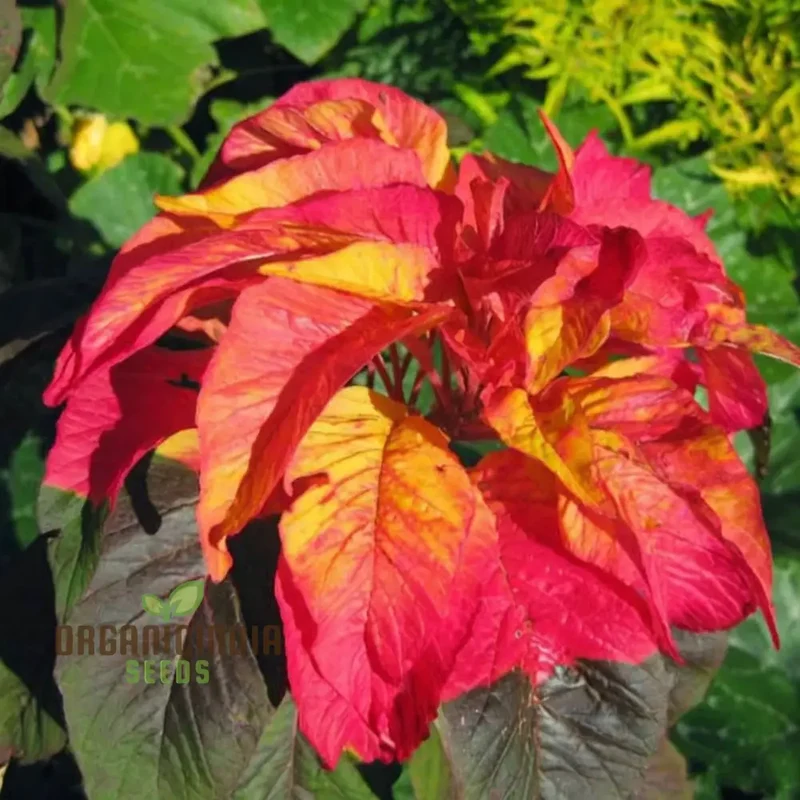 Amaranthus Illumination Seeds – Vibrant Foliage Variety for Colorful Garden Displays