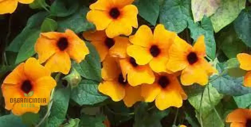 Thunbergia Seeds (Thunbergia Alata Flower Seeds) - Vibrant Climbing Blooms for Gardens