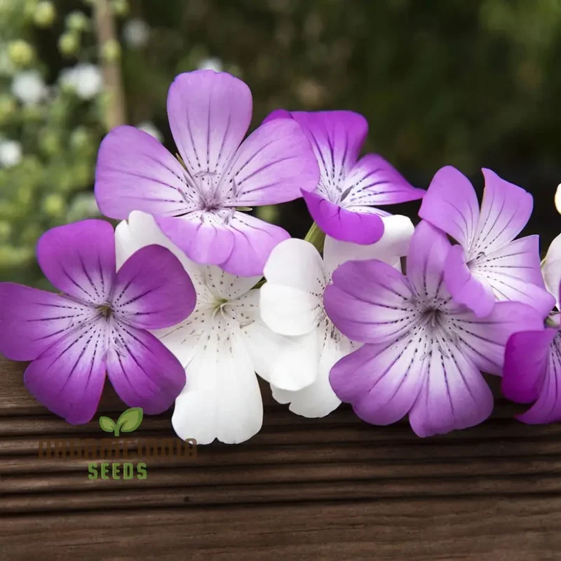 Agrostemma Queen Formula Mix Seeds , Explore a Diverse Palette of Colors and Elevate Your Gardening Experience