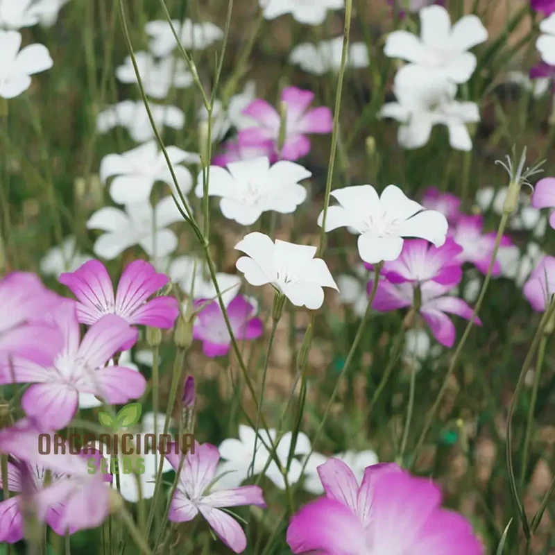 Agrostemma Queen Formula Mix Seeds , Explore a Diverse Palette of Colors and Elevate Your Gardening Experience