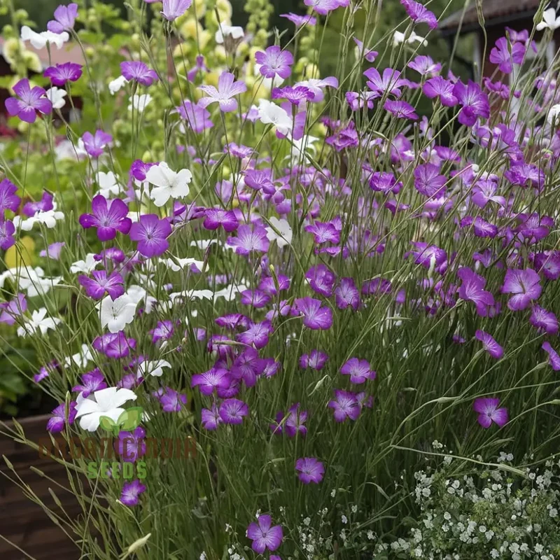 Agrostemma Queen Formula Mix Seeds , Explore a Diverse Palette of Colors and Elevate Your Gardening Experience