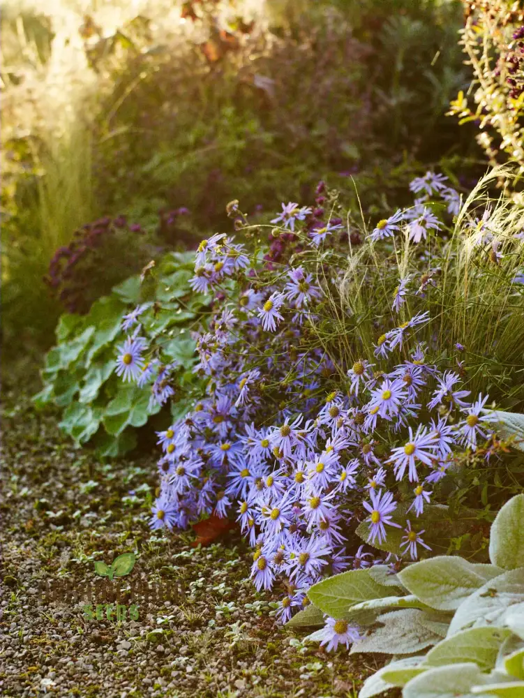 Mesembryanthemum Sunshine Mix Seeds for Vibrant Gardening: Perfect for Creating a Colorful and Drought-Resistant Garden