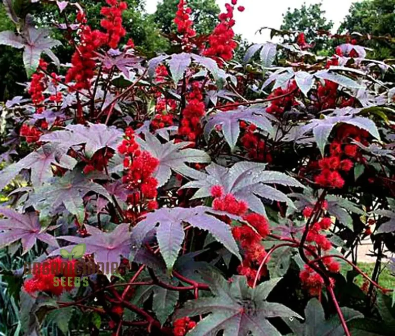 Ricinus Gibsonii Seeds – Ornamental Castor Plant