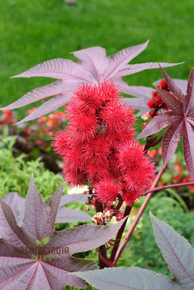 Ricinus Gibsonii Seeds – Ornamental Castor Plant