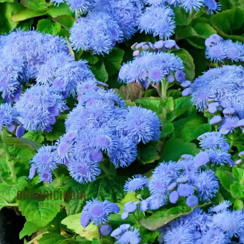 Ageratum Blue Ball Seeds: Enhance Your Outdoor Space with Vibrant Blooms and Easy-to-Care-for Plants!