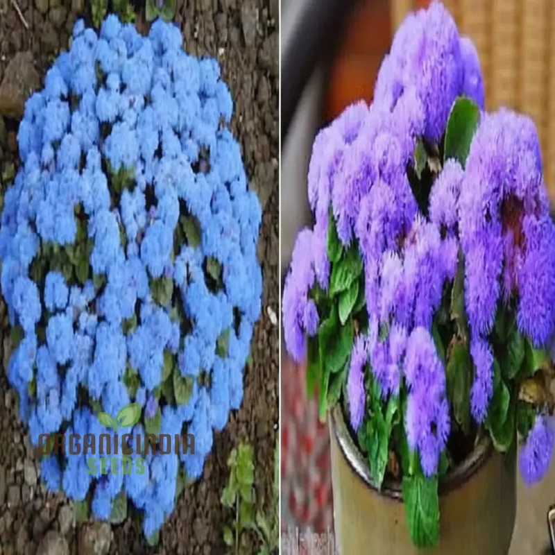 Ageratum Blue Ball Seeds: Enhance Your Outdoor Space with Vibrant Blooms and Easy-to-Care-for Plants!