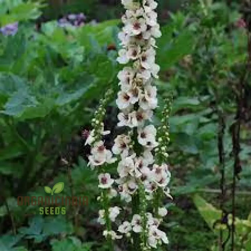 Verbascum Chaixii Album Seeds Planting : Elegant Perennial for Your Garden Sanctuary
