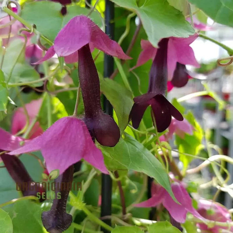 Purple Bells Seeds (Rhodochiton Atrosanguineus Seeds) - Exotic Purple Blooms for Unique Garden Beauty