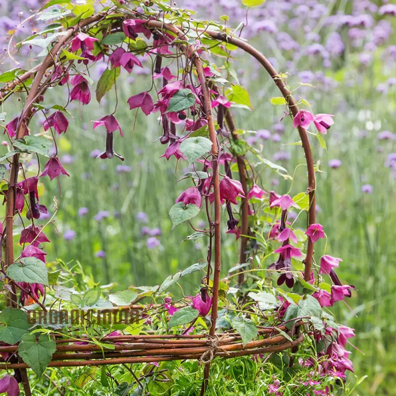 Purple Bells Seeds (Rhodochiton Atrosanguineus Seeds) - Exotic Purple Blooms for Unique Garden Beauty