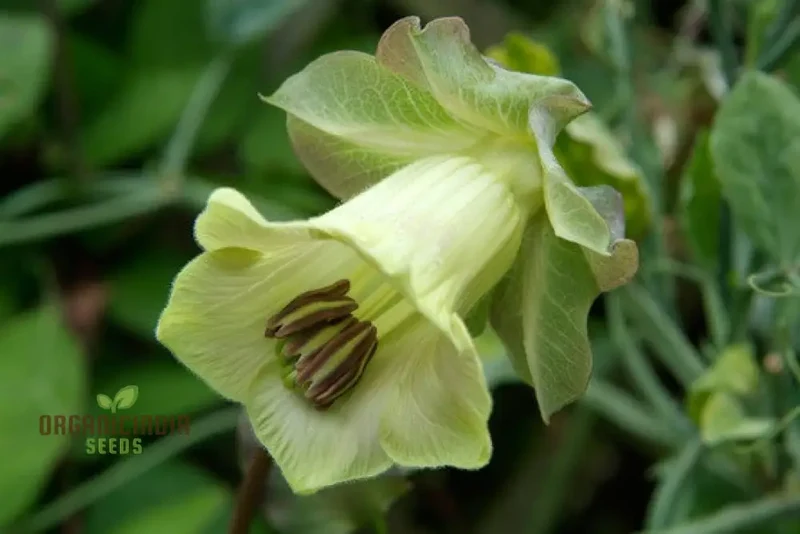 Cobaea Scandens Alba Flower Seeds Grace and Elegance in Your Garden with Expert Planting and Gardening
