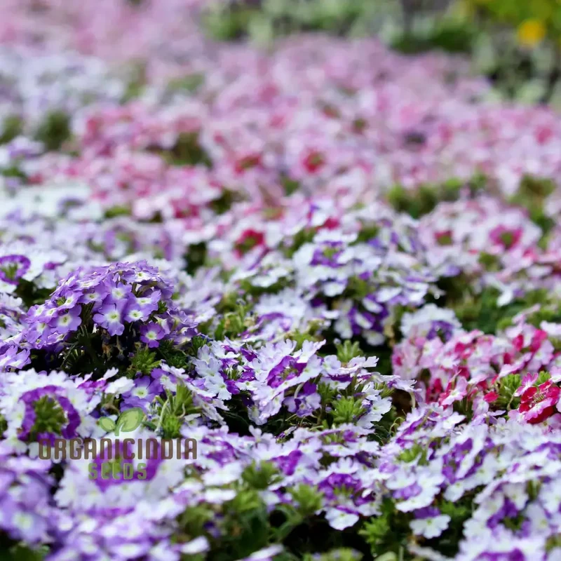 Verbena Scentsation Flower Seeds For Planting: Captivating Garden Aromas for Enthusiastic Plant Lovers