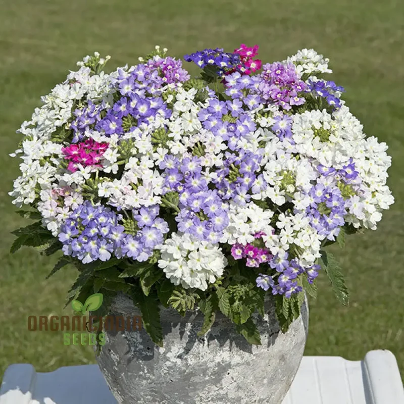 Verbena Scentsation Flower Seeds For Planting: Captivating Garden Aromas for Enthusiastic Plant Lovers