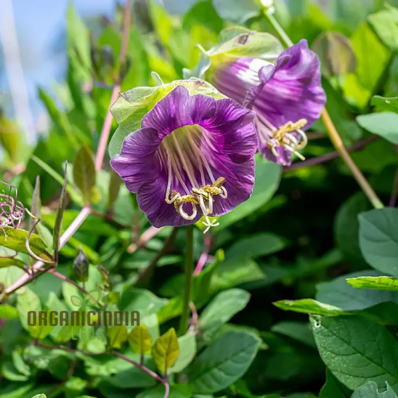Cobaea Scandens Purple Flowering Seeds, Cultivating Beauty in Your Garden with Expert Tips on Planting and Gardening