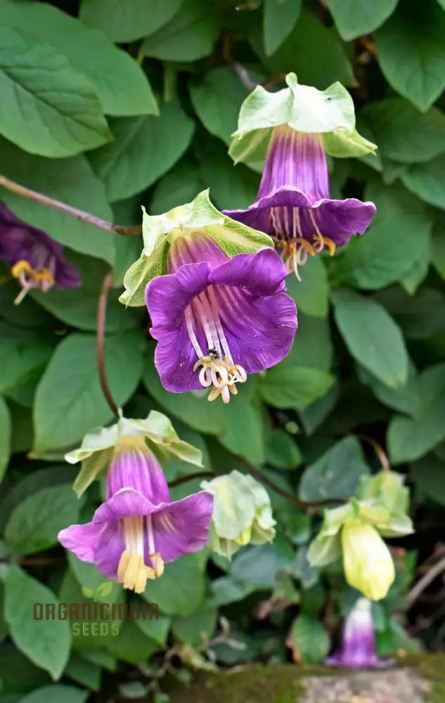 Cobaea Scandens Purple Flowering Seeds, Cultivating Beauty in Your Garden with Expert Tips on Planting and Gardening