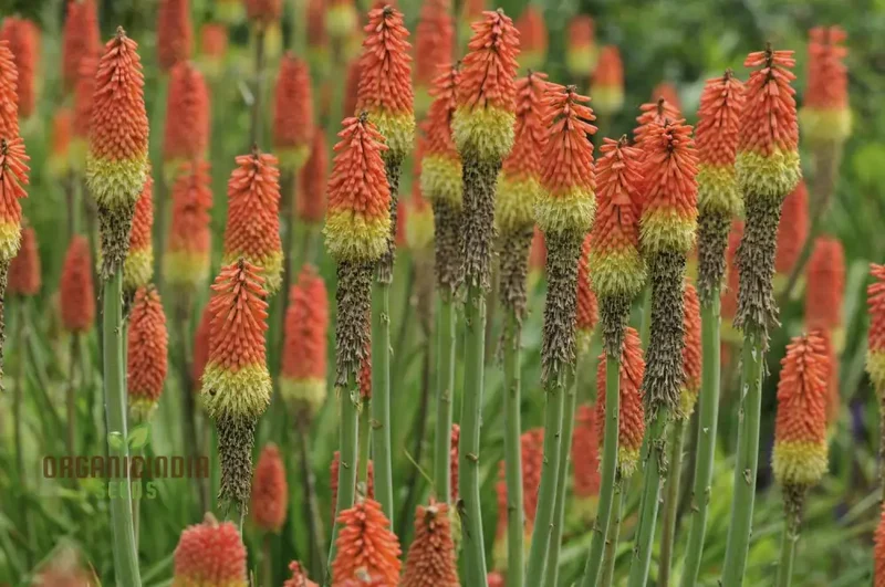 Red Hot Poker Kniphofia Seeds – Torch Lily