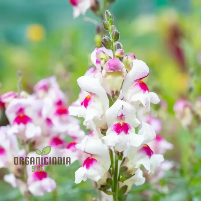 Antirrhinum Lucky Lips Seeds for Planting Elevate Your Gardening