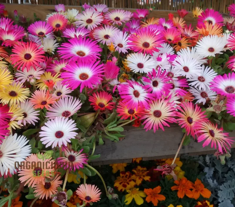 Mesembryanthemum Sunshine Mix Seeds – Livingstone Daisy