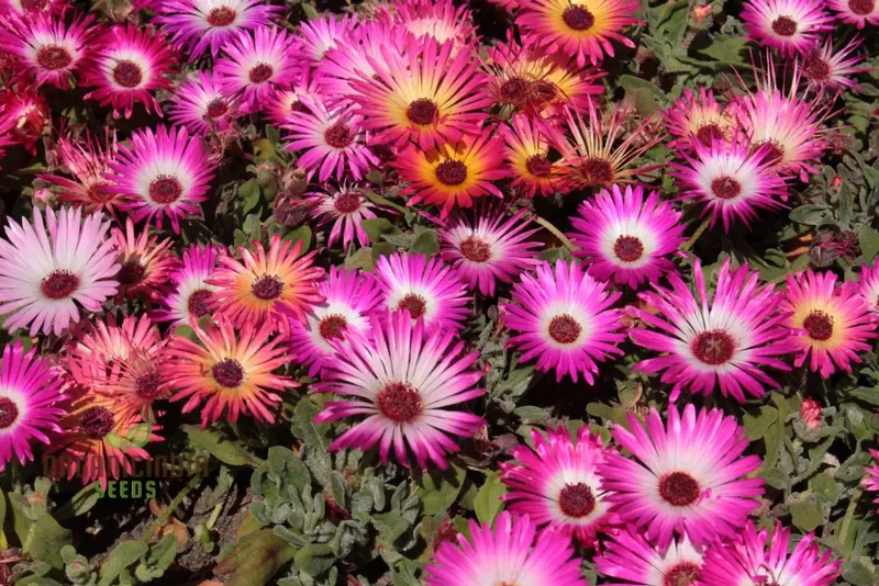 Mesembryanthemum Sunshine Mix Seeds – Livingstone Daisy