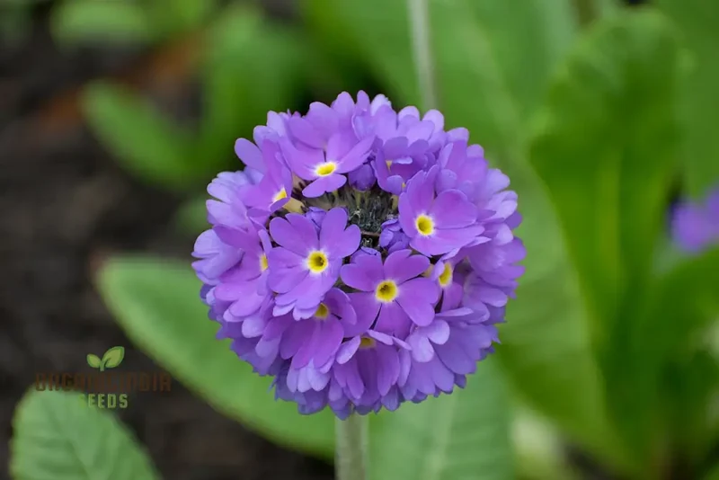 Primula Denticulata (Drumstick Primula) Seeds - Grow Vibrant, Globe-Shaped Blooms in Your Garden