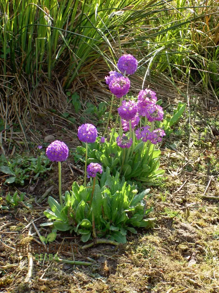 Primula Denticulata (Drumstick Primula) Seeds - Grow Vibrant, Globe-Shaped Blooms in Your Garden