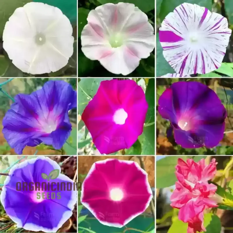Ipomoea purpurea Lazy Luxe Mixed Flower Seeds, A Comprehensive Guide to Flower Selection, Seed Planting, and Expert Gardening Techniques